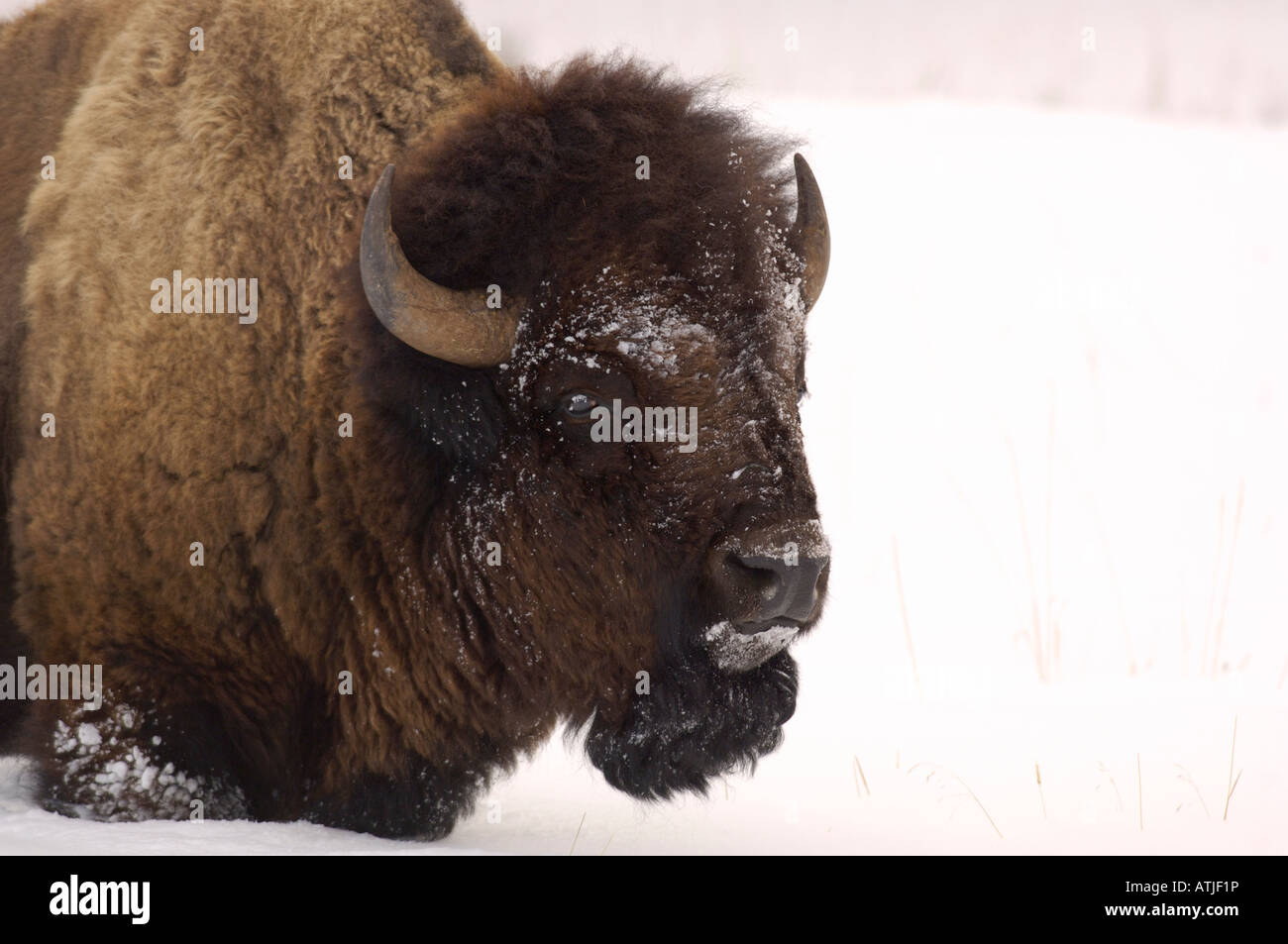 Amerikanische Büffel oder Bison Bison im Schnee. Fotografiert im Yellowstone National Park USA Stockfoto