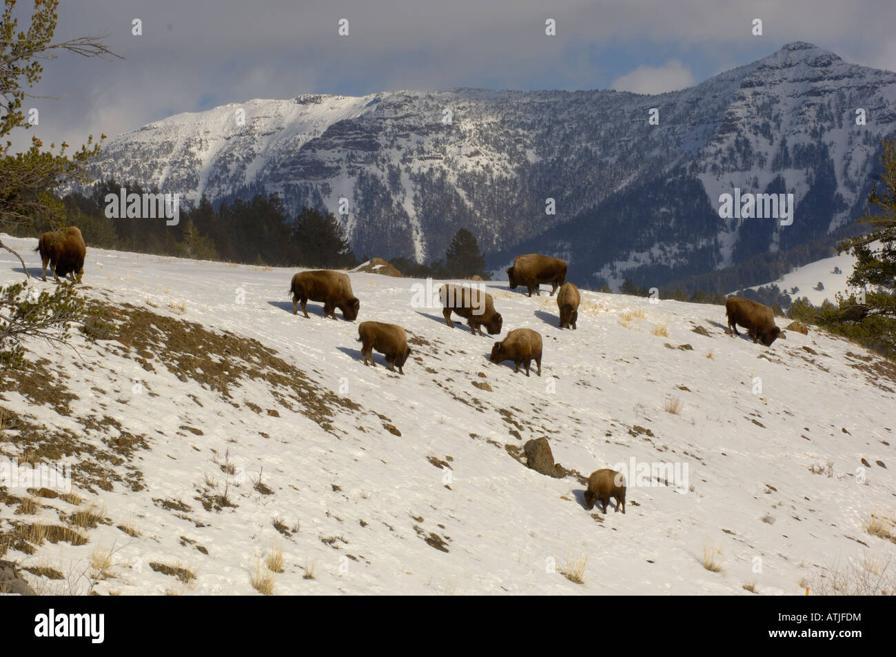 Amerika Büffel oder Bison Bison Bison im Schnee, fotografiert im Yellowstone National Park USA Stockfoto