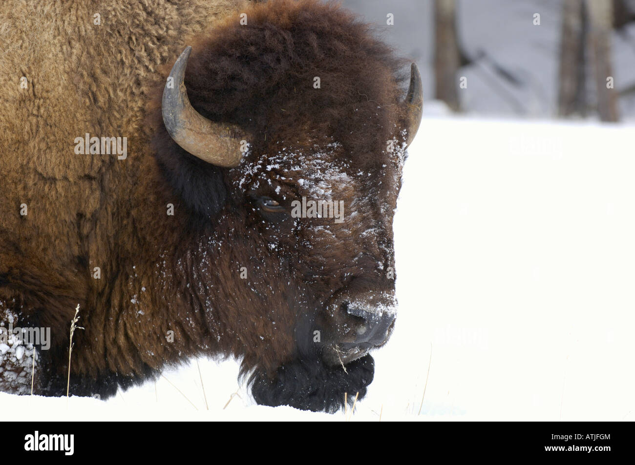 Amerikanische Büffel oder Bison Bison Bison, im Schnee. Fotografiert im Yellowstone National Park USA Stockfoto