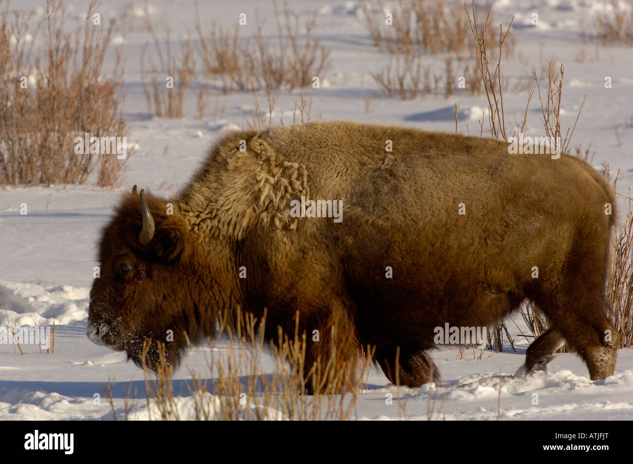 Amerikanische Büffel oder Bison Bison Bison im Schnee, fotografiert im Yellowstone National Park USA Stockfoto