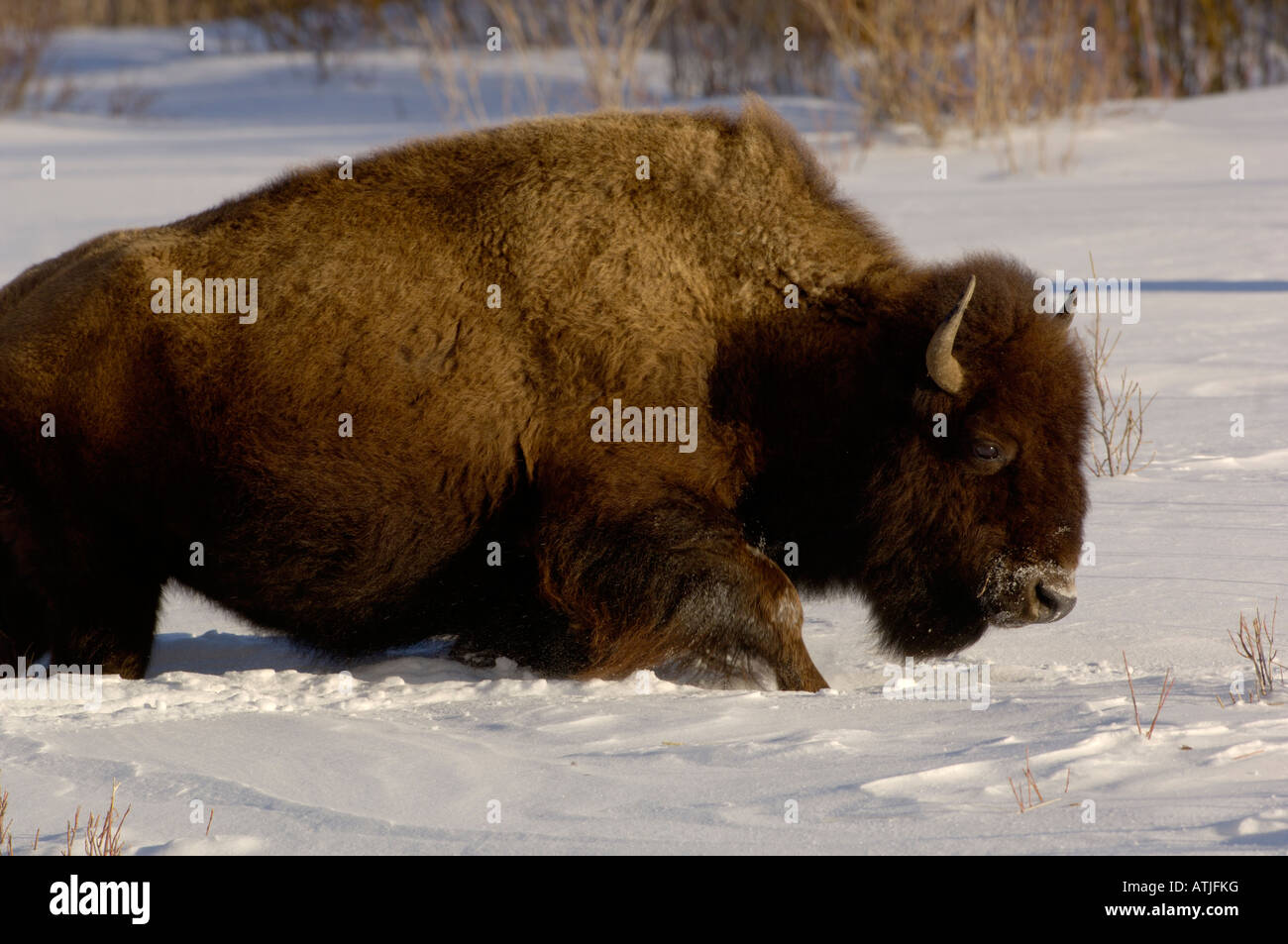 Amerikanische Büffel oder Bison Bison Bison im Schnee, fotografiert im Yellowstone National Park USA Stockfoto