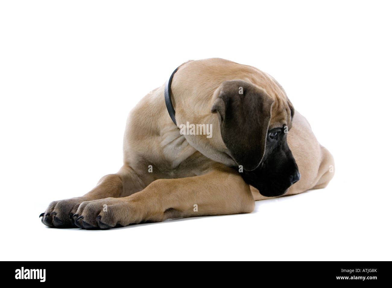 Deutsche Dogge Welpe Hund isoliert auf weißem Hintergrund Stockfoto