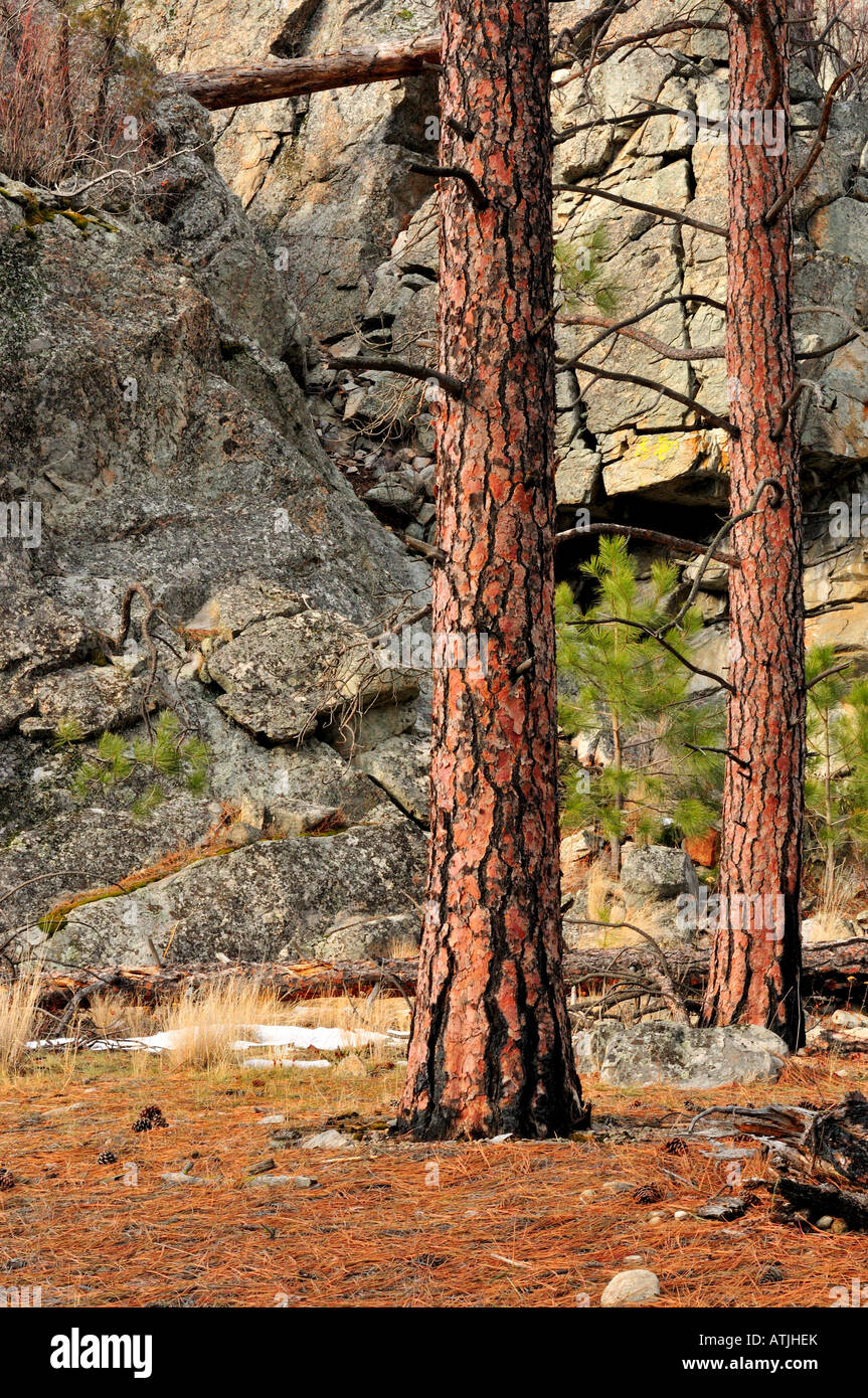 Gelb-Kiefer (Pinus Ponderosa) und Rock Bluffs, Skaha Lake Stockfoto