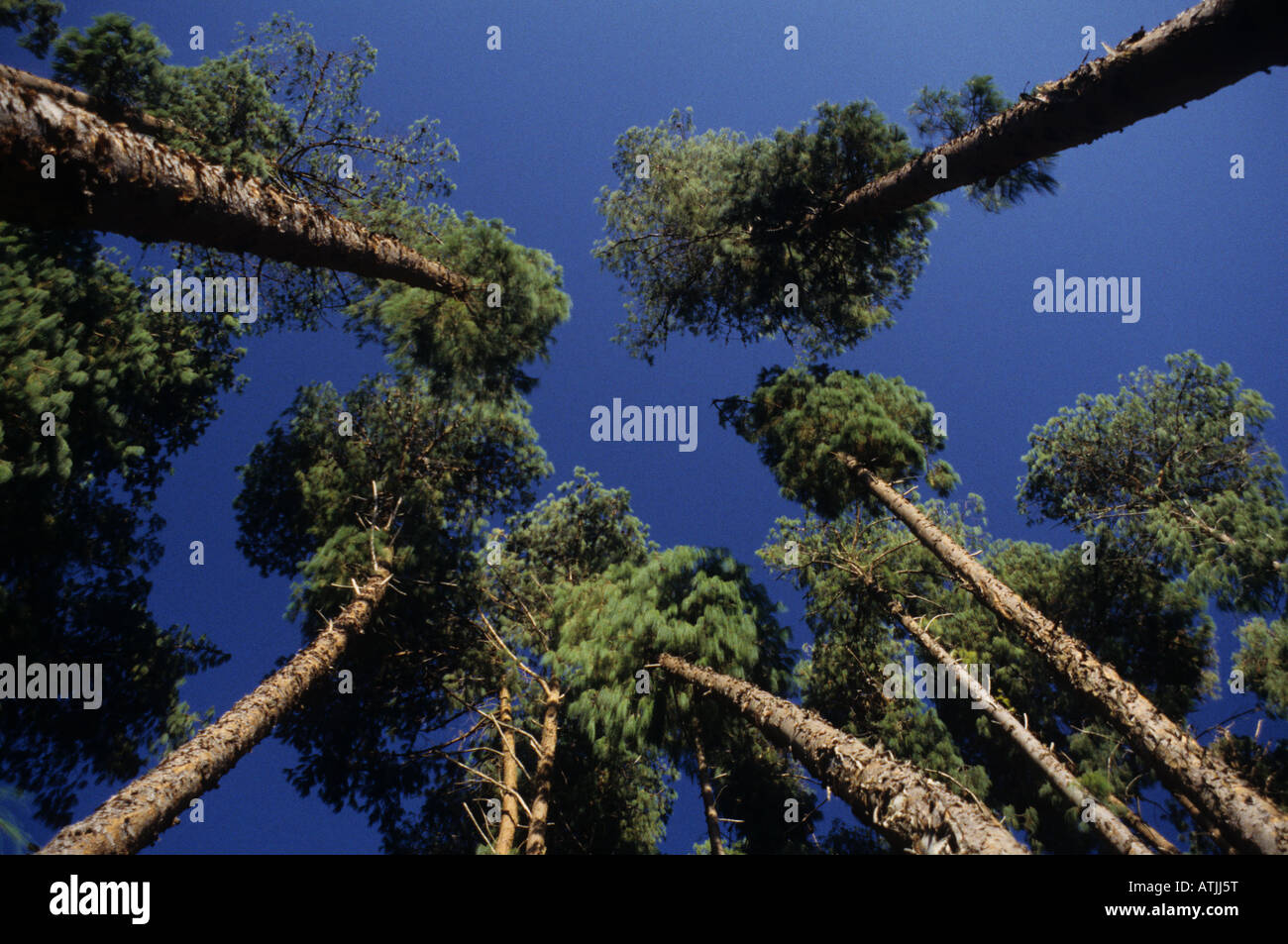 Immergrünen Wald, Nyika-Plateau, Malawi, Südafrika Stockfoto