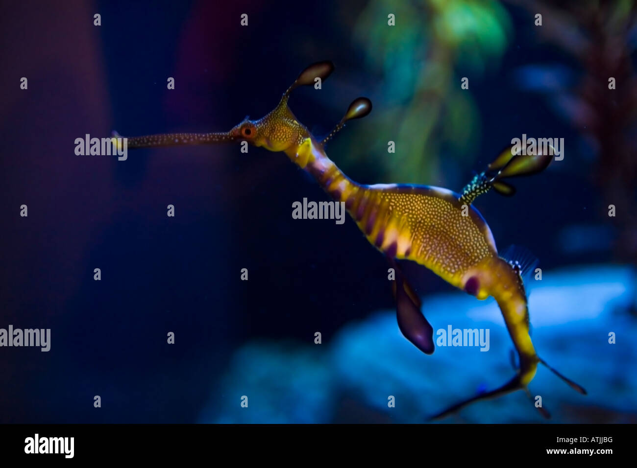 Sea Dragon Stockfoto