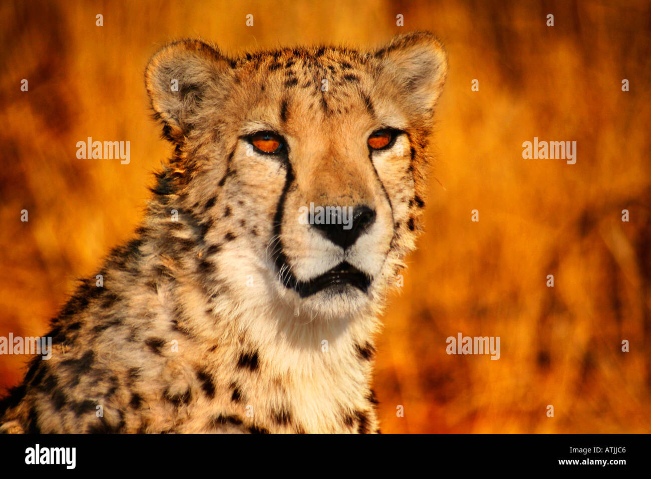 Afrika Namibia Okonjima Cheetah (Acinonyx Jubatus) Stockfoto