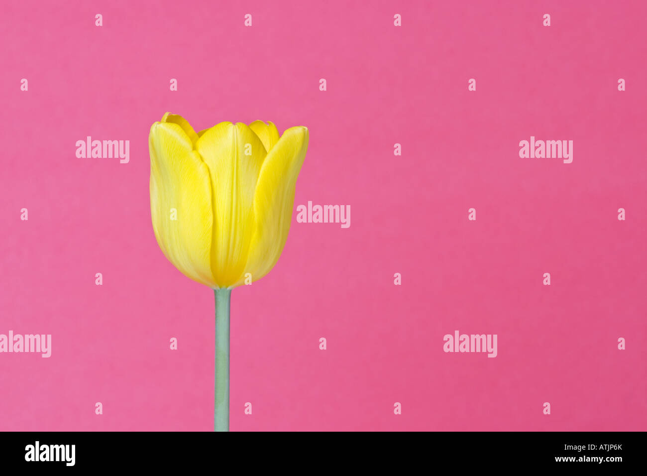 Gelbe Tulpe vor einem rosa Hintergrund Stockfoto