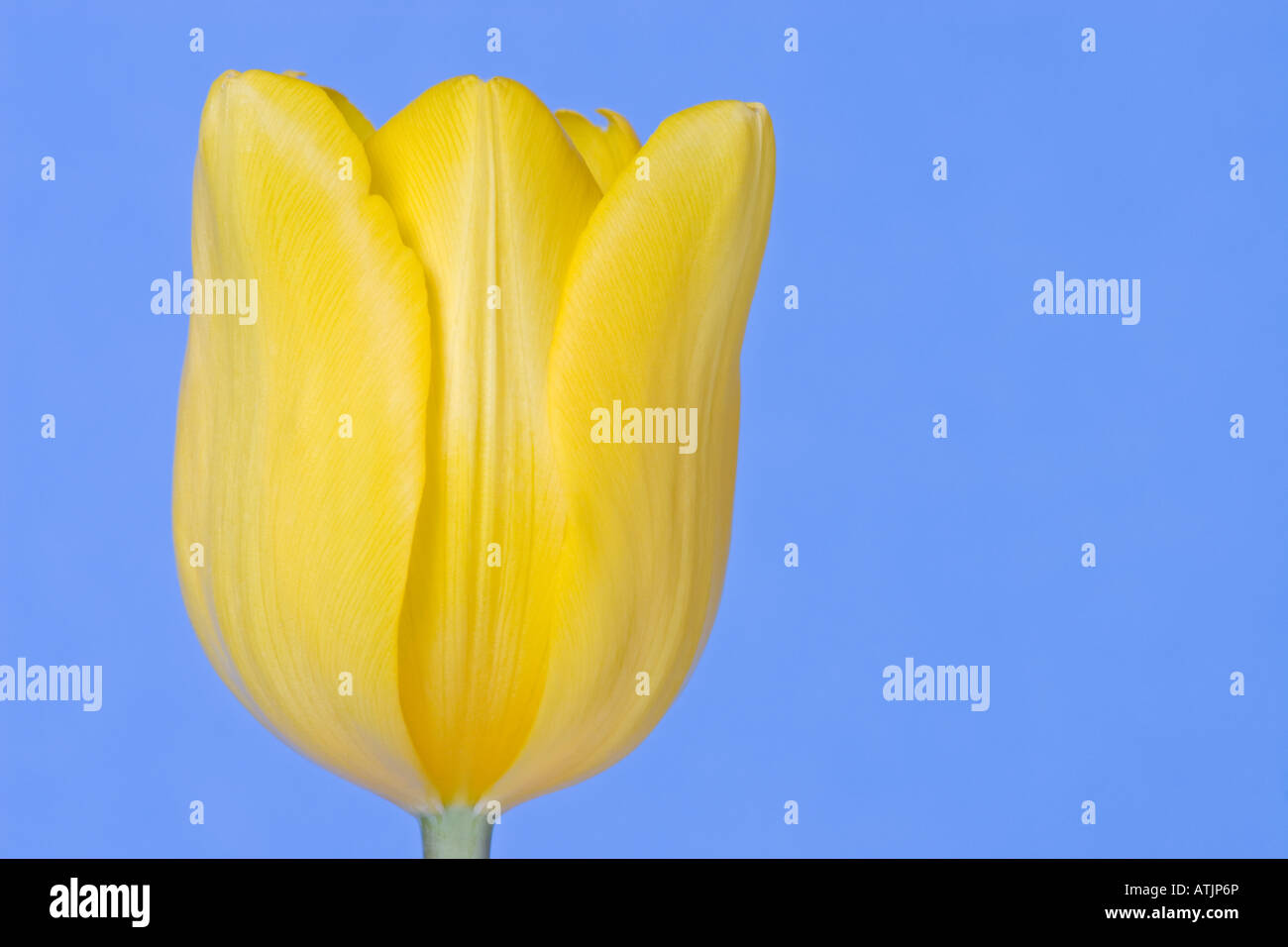 Nahaufnahme einer gelbe Tulpe auf blauem Grund Stockfoto