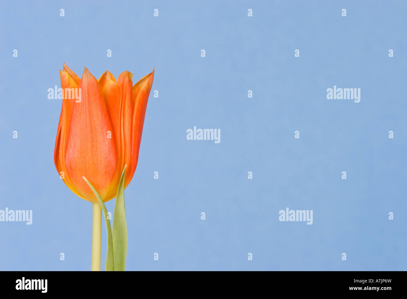 Rote Tulpe auf blauem Grund Stockfoto