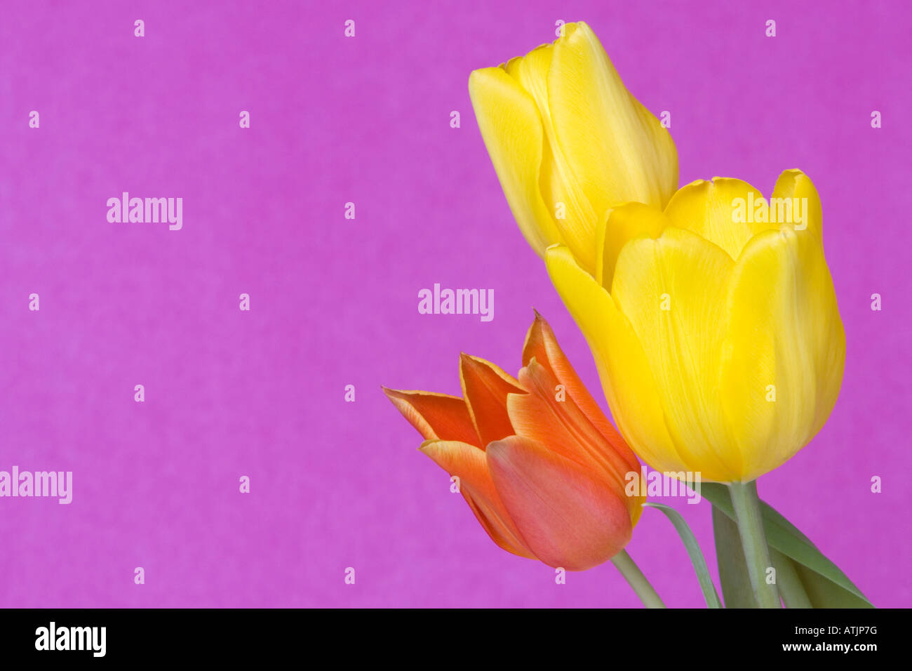 Gelbe und rote Tulpen Stockfoto