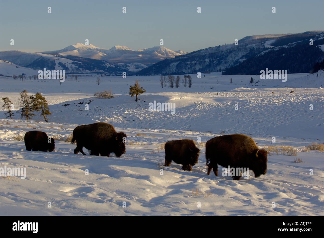 American Buffalo oder Bison Bison Bison im Schnee fotografiert im Yellowstone National Park USA Stockfoto