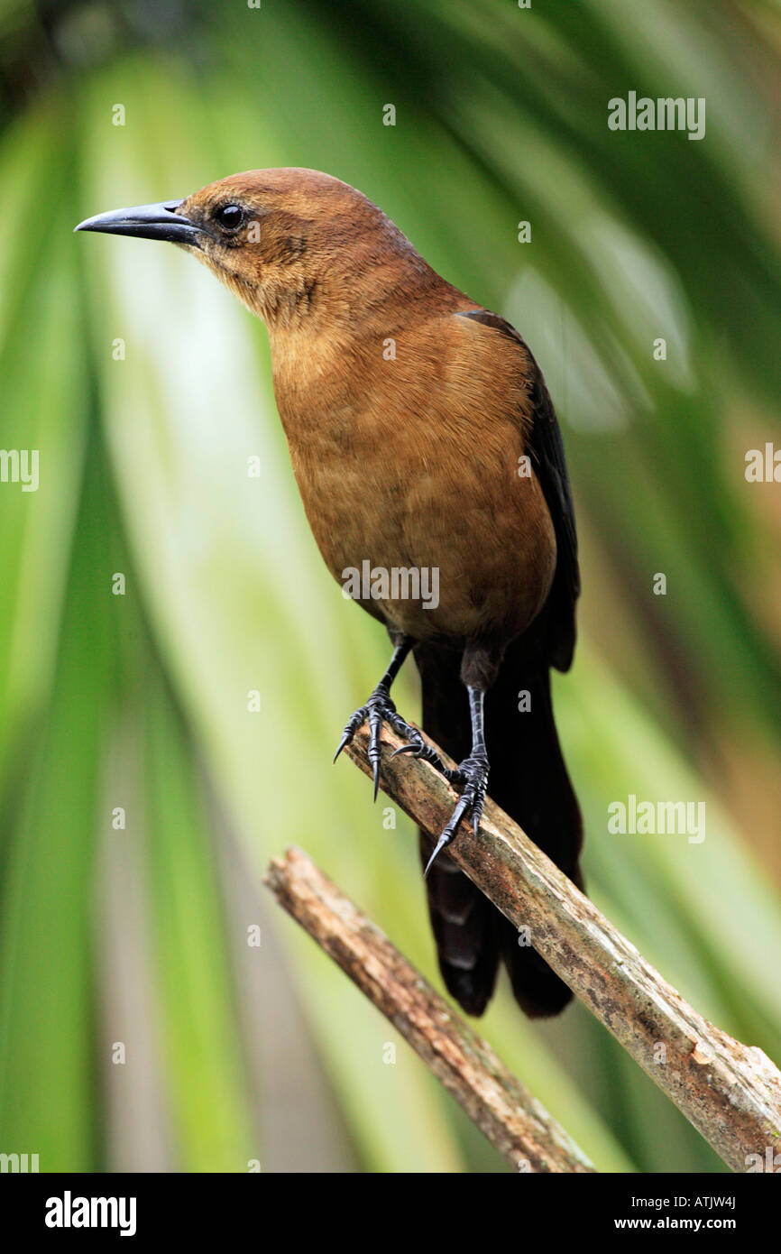 Boot-angebundene Grackle Stockfoto