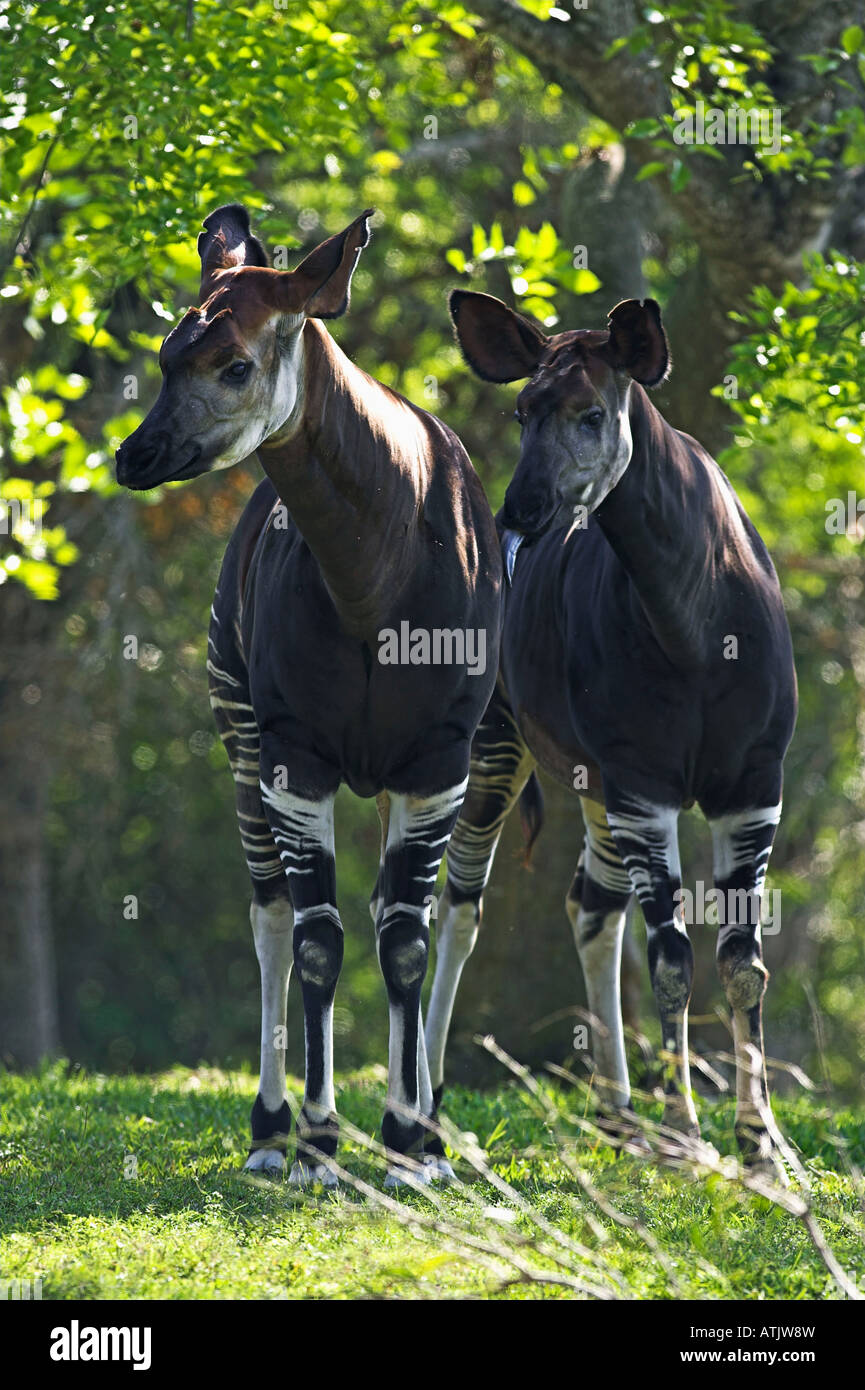 Okapi Stockfoto