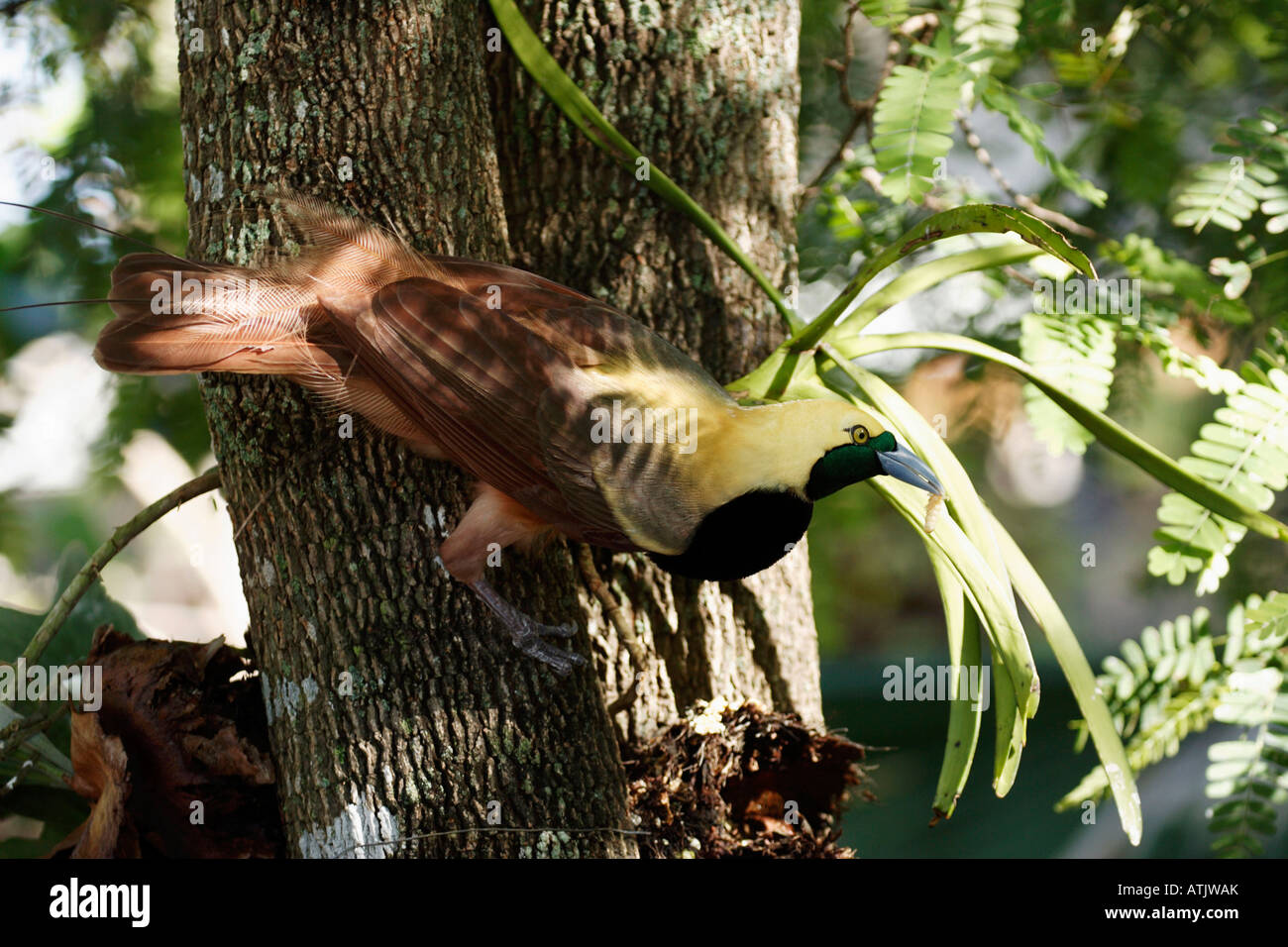 Raggiana Vogelparadies Stockfoto