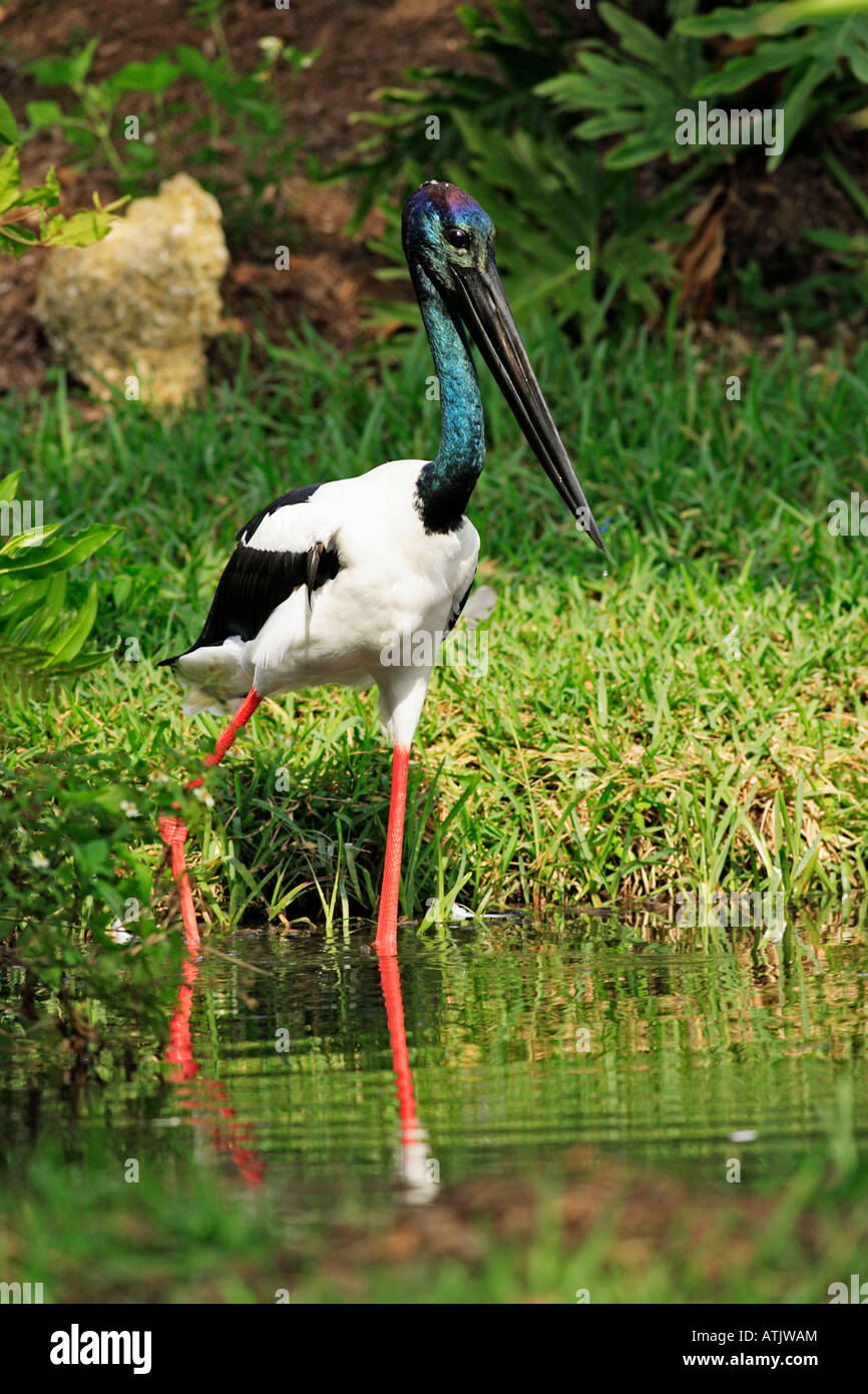 Schwarz-necked Storch Stockfoto
