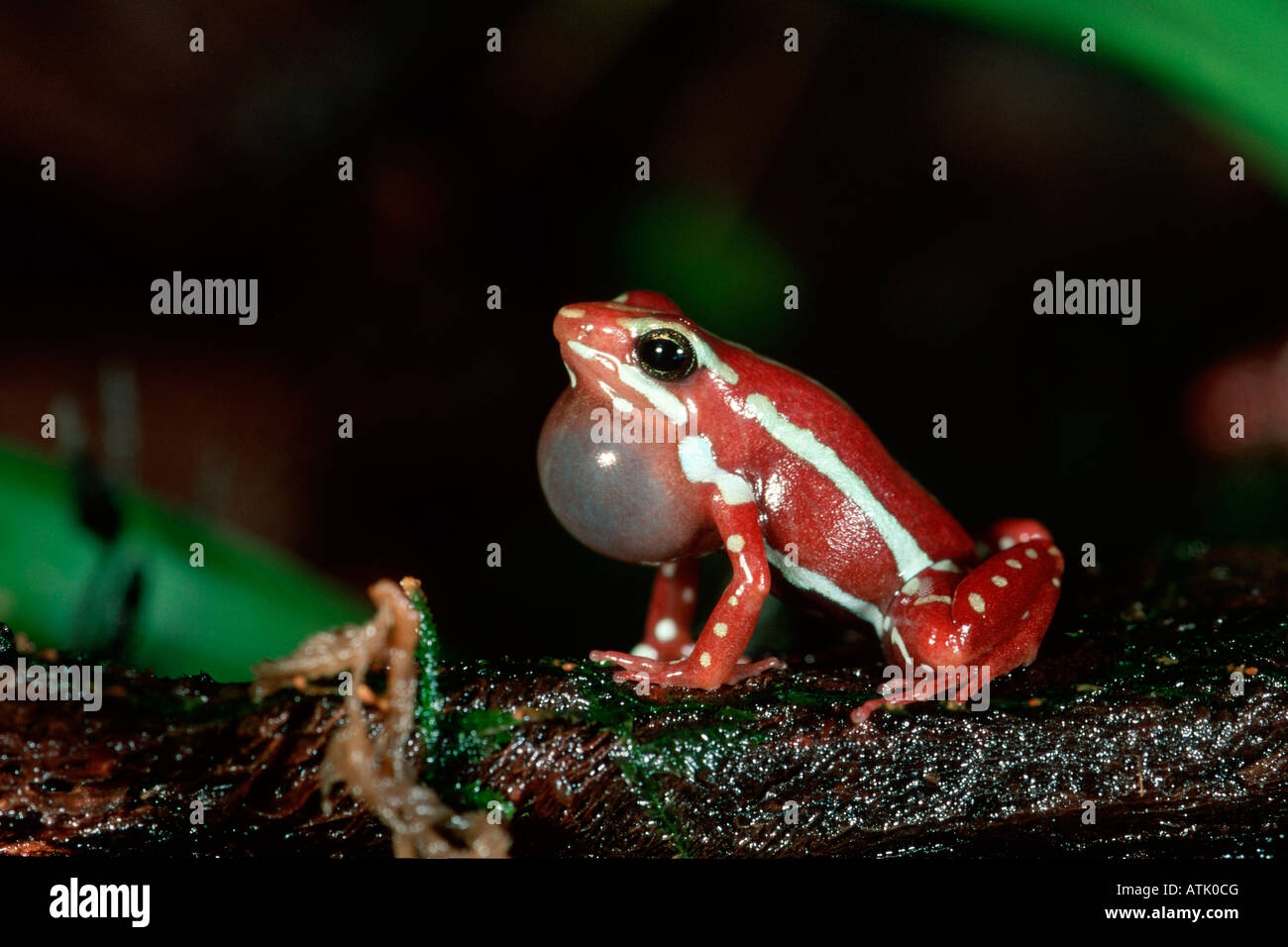 Poison Arrow Frog Stockfoto