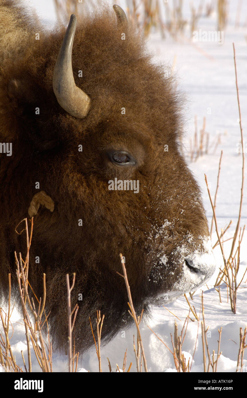 Amerikanische Büffel oder Bison Bison Bison im Schnee. Fotografiert im Yellowstone National Park USA Stockfoto
