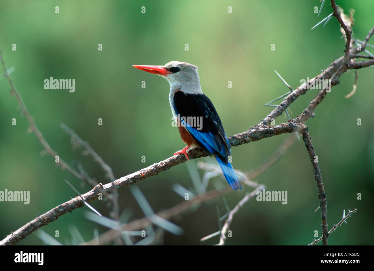 Unter der Leitung von Gray Kingfisher / Graukopfliest Stockfoto