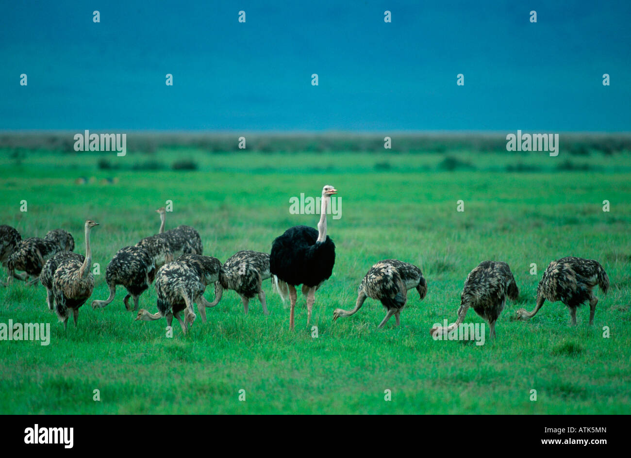 Massai-Strauß / Massai-Strauß Stockfoto