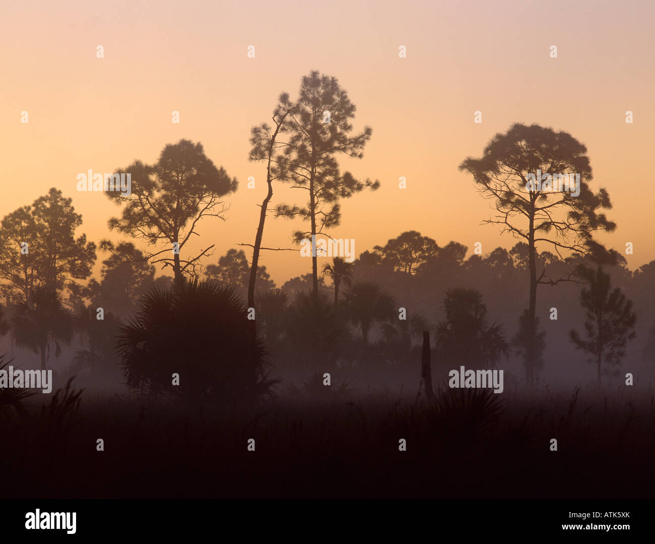 Kiefern im Morgen Nebel Big Cypress National bewahren Florida Dezember 1998 Stockfoto