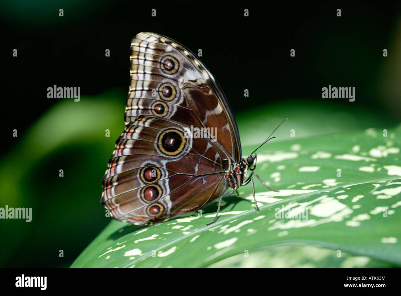 Blue Morpho / Blauer Morpho / Morphofalter Stockfoto