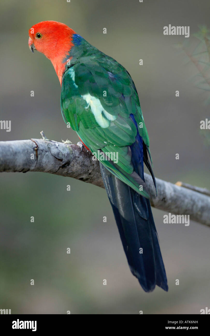 Australische König Papagei / Australischer Koenigssittich Stockfoto