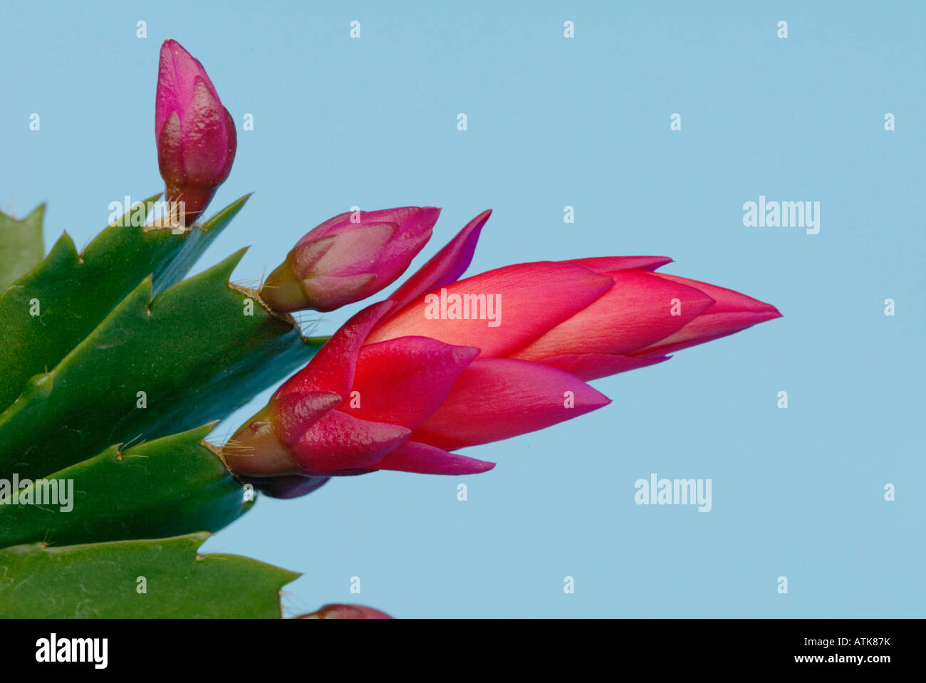 Thanksgiving-Kaktus / Weihnachtskaktus / Gliederkaktus Stockfotografie -  Alamy