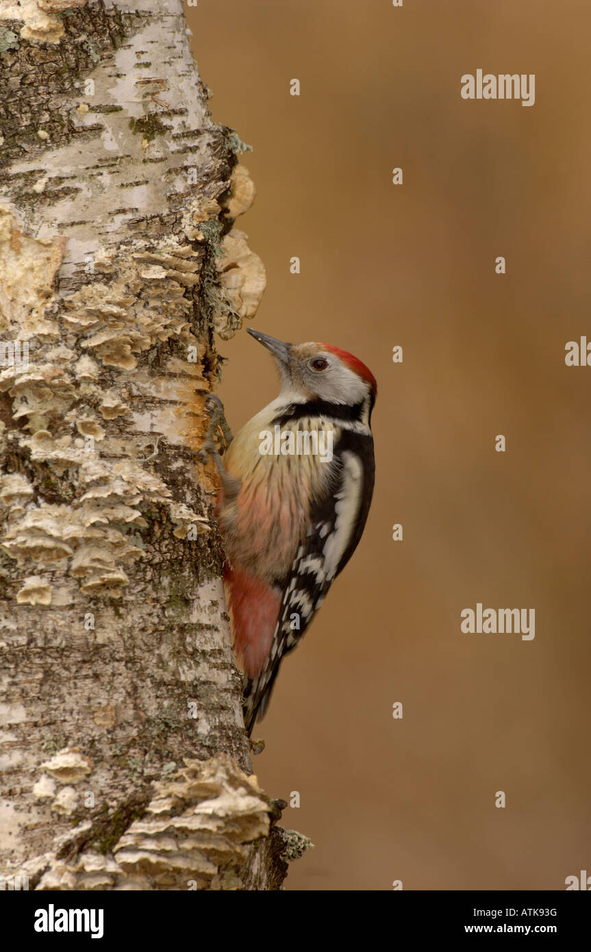 Middle Spotted Woodpecker Dendrocopus Medius fotografiert in Frankreich Stockfoto