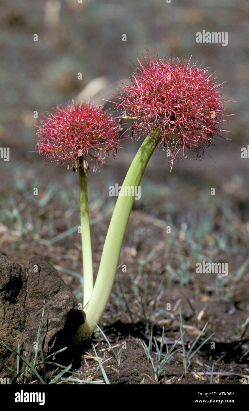 Feuerball Lily / Blut Lily Stockfoto
