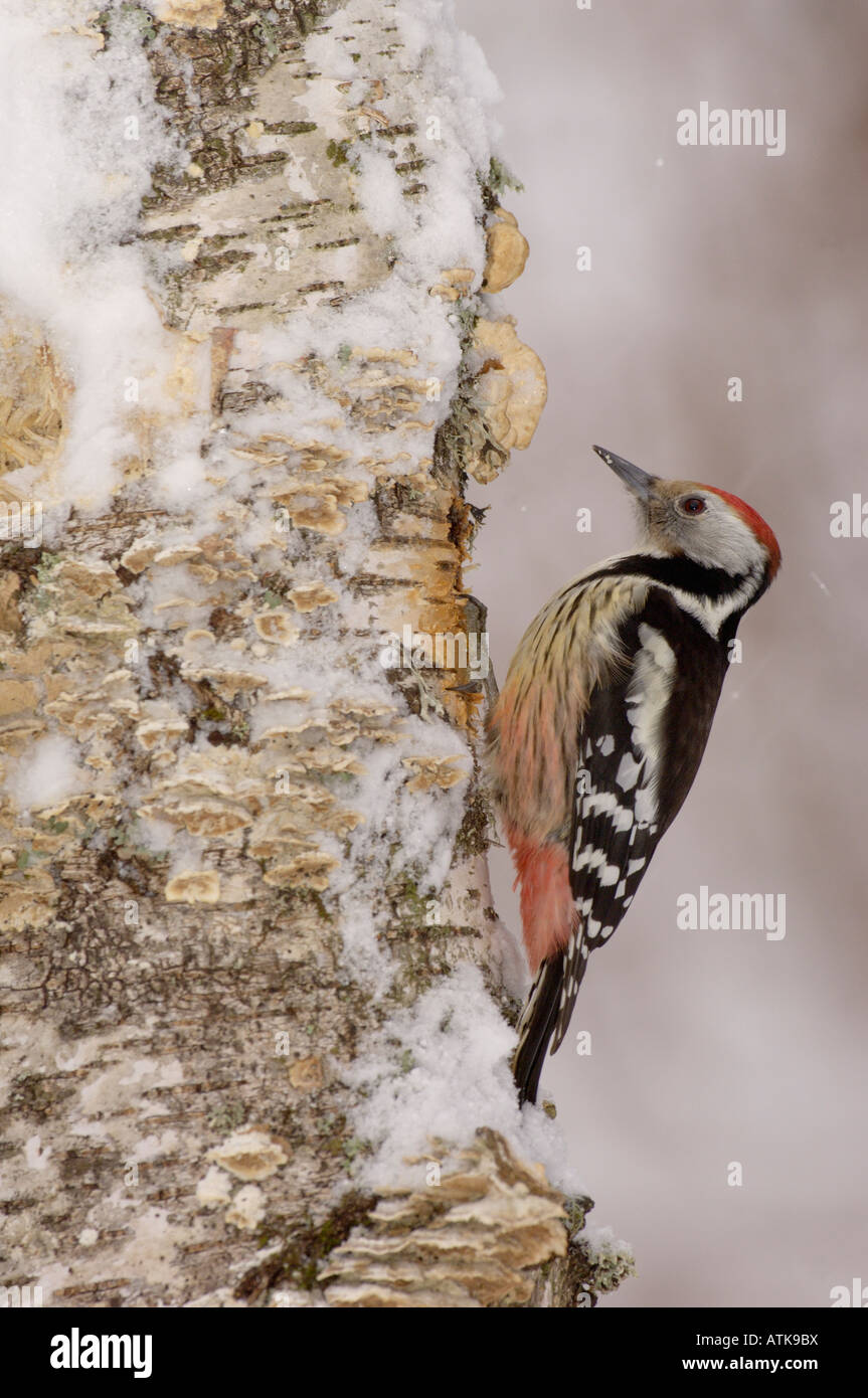 Middle Spotted Woodpecker Dendrocopus Medius im Schnee fotografiert in Frankreich Stockfoto