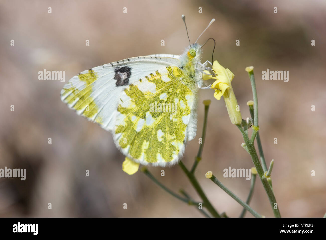 Östlichen Bad weiß Schmetterling Fütterung auf eine gelbe Blume Stockfoto