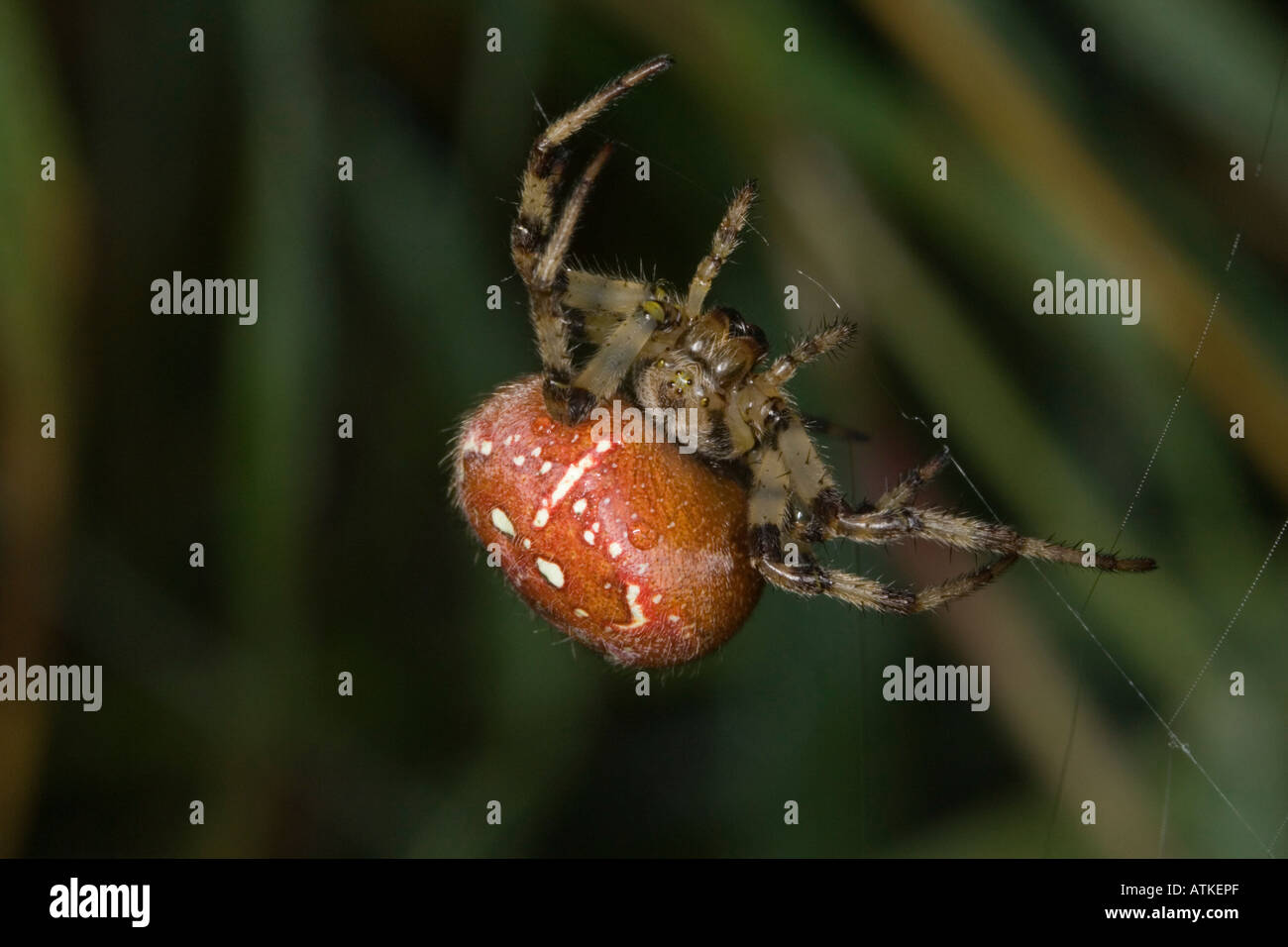 Gemeinsamen Orb-Weaver Kreuzspinne (Araneus Quadratus) sitzen im web Stockfoto