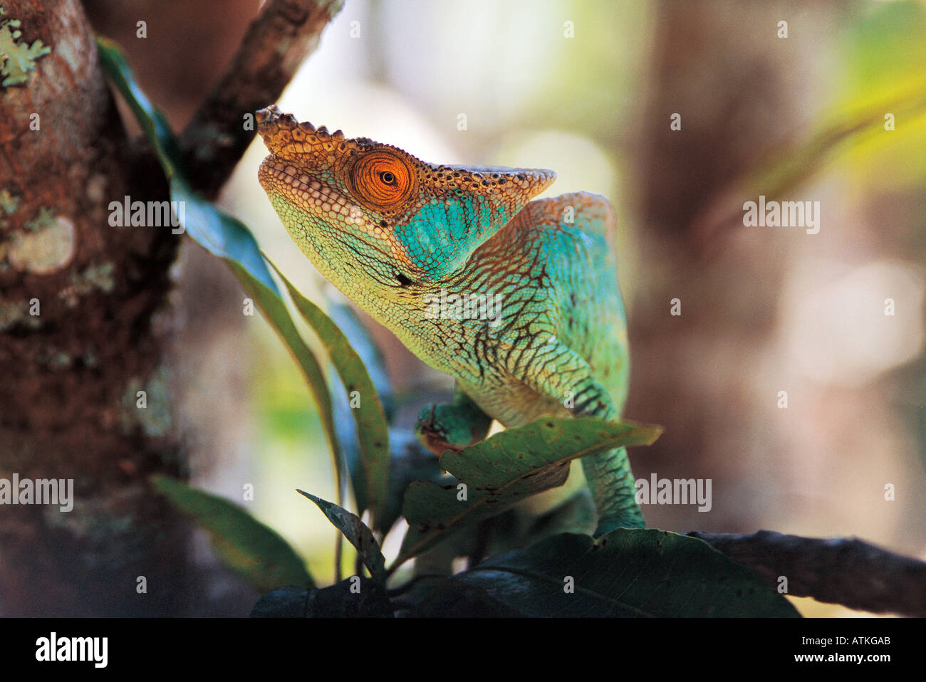 Chamäleon Tarnung auf einem Baum, Madagaskar Stockfoto