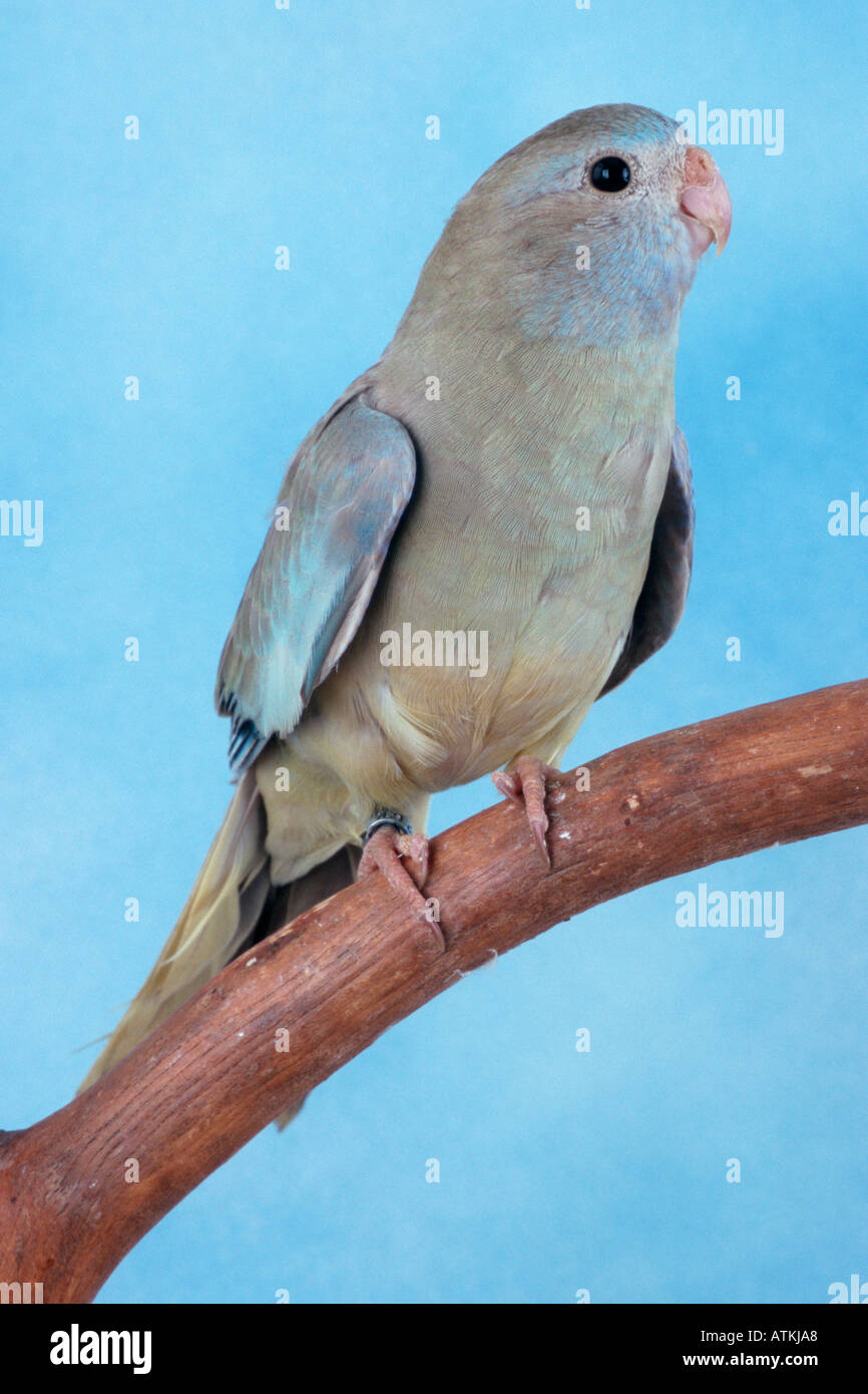 Glanzsittich / herrliche Parrakeet Stockfoto