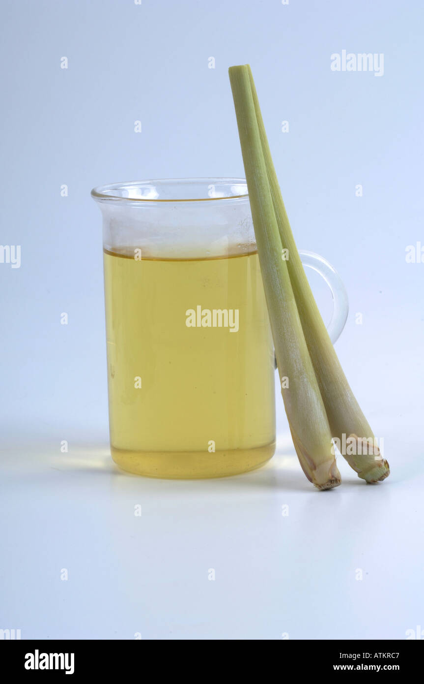 Lemon Grass Stockfoto