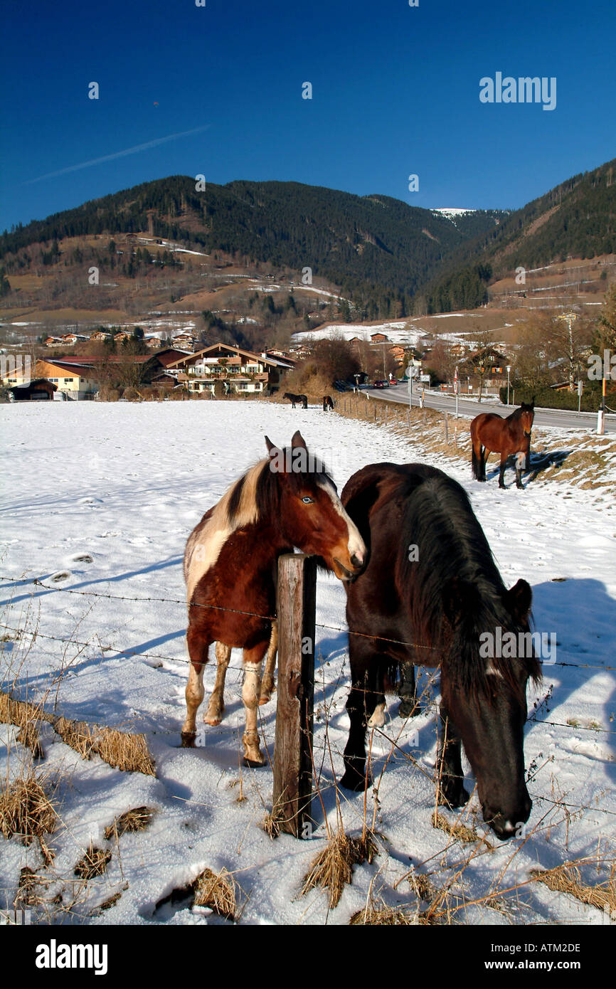 Pferde in einem Feld von Schnee in der Nähe von Kaprun in Österreich Stockfoto