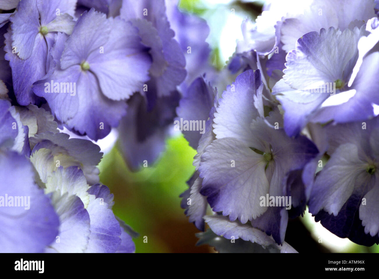 Hydrangea Macrophylla hortense Stockfoto