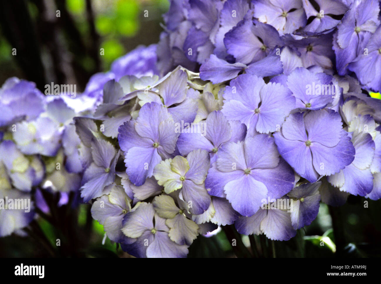 Hydrangea Macrophylla hortense Stockfoto