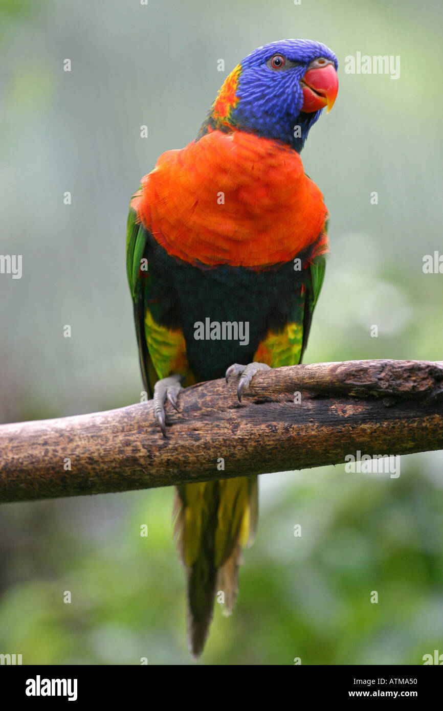 Vibrantly Papagei farbigen Sittich native Australian Papagei Sittich in Kuranda BirldWorld Sanctuary Cairns Australien Stockfoto