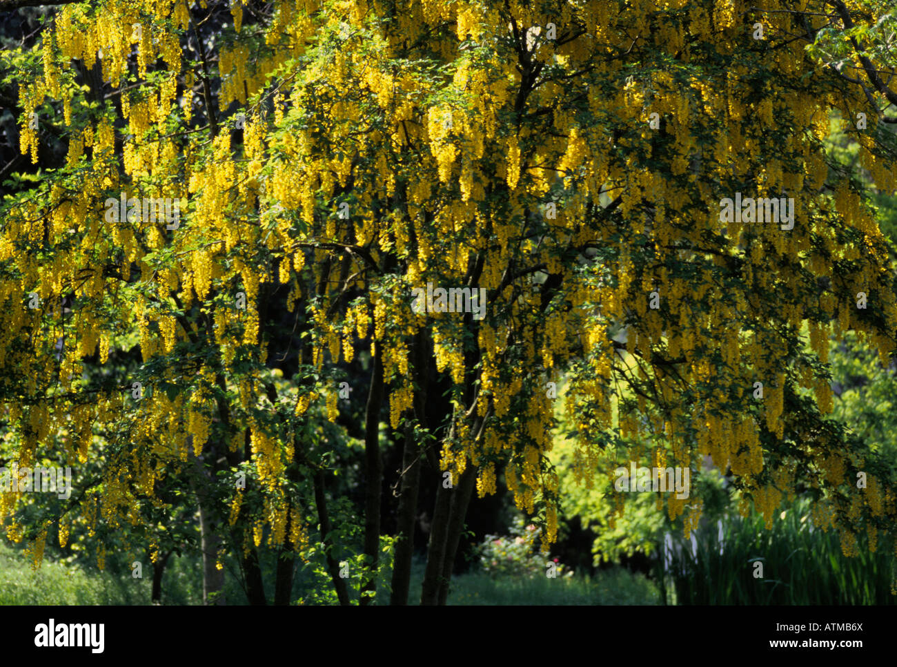 Goldene Kette Baum - Laburnum anagyroides Stockfoto
