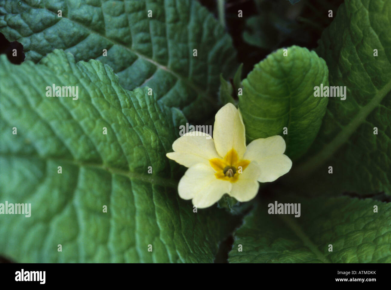Primula Vulgaris - gemeinsame Primel Stockfoto