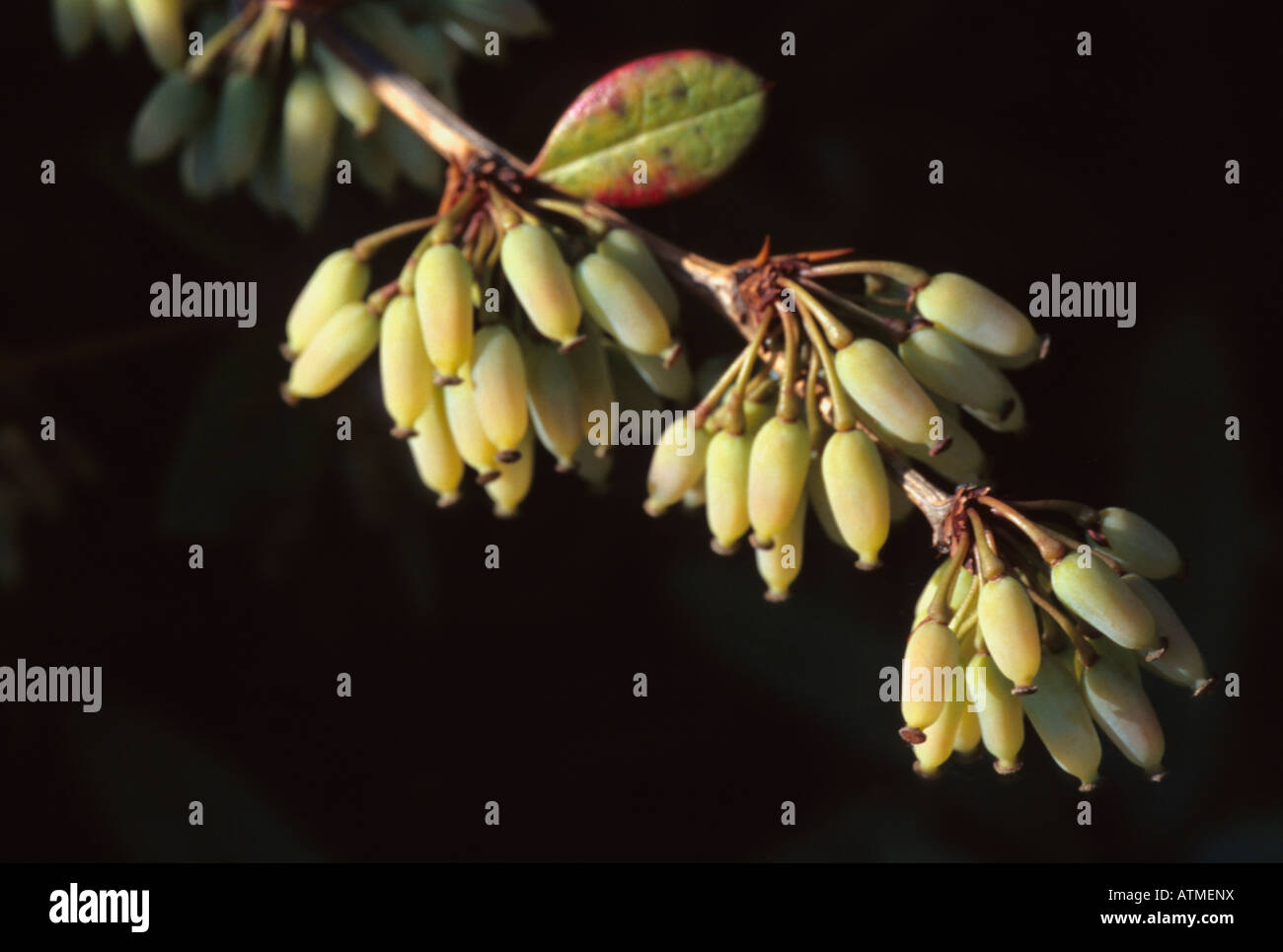 Beeren Stockfoto
