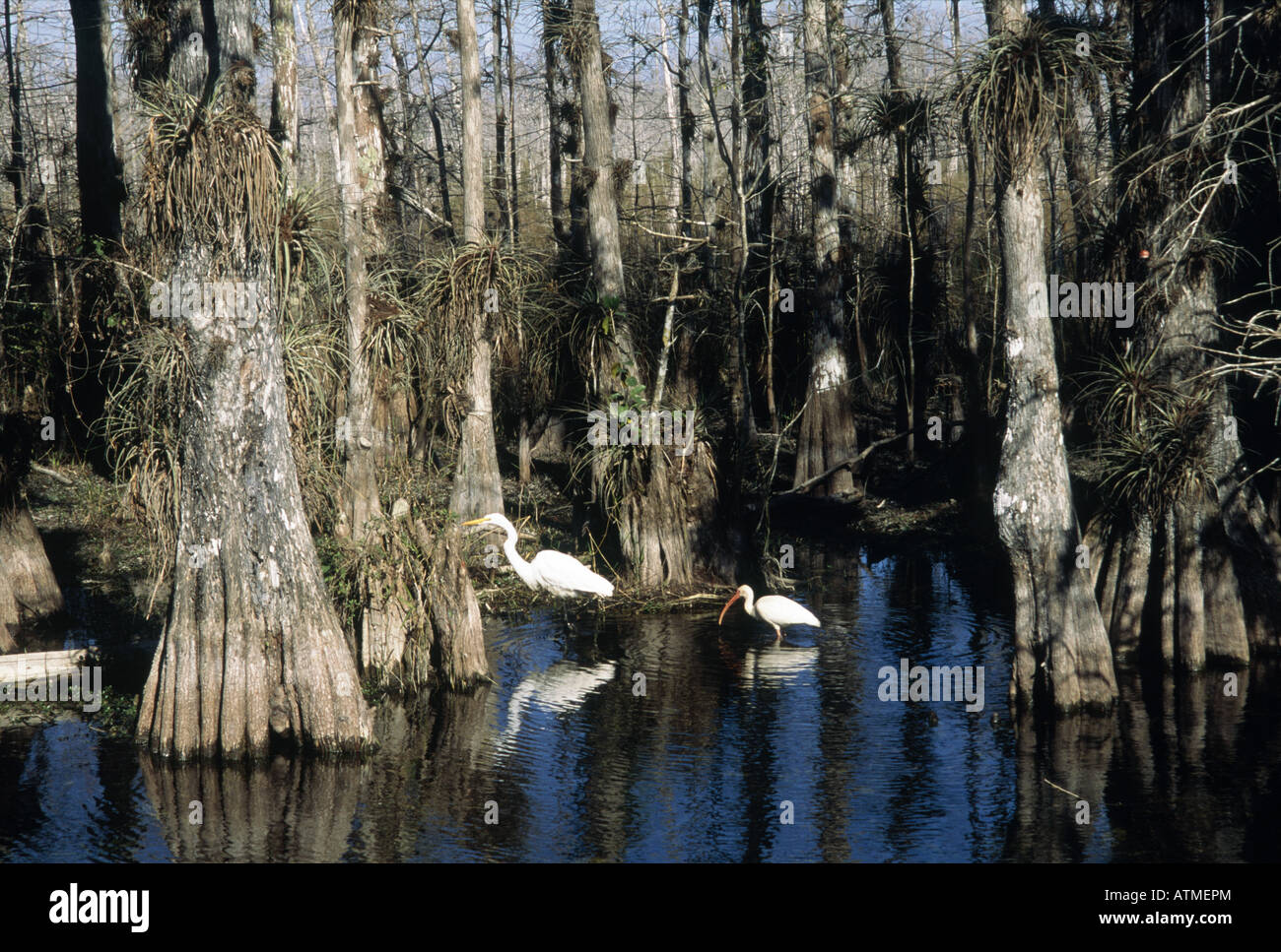 Großer Weißer Reiher (Egretta alba) und Weißer Ibis (Eudocimus albus) im Sumpf, Big Cypress National Preserve, Florida, USA Stockfoto