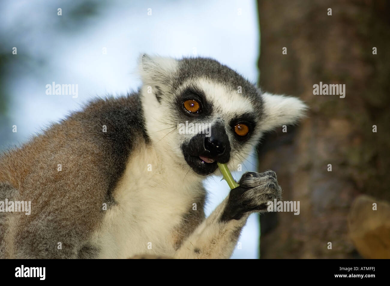 Lemur Catta Essen einen Teil einer Pflanze Stockfoto