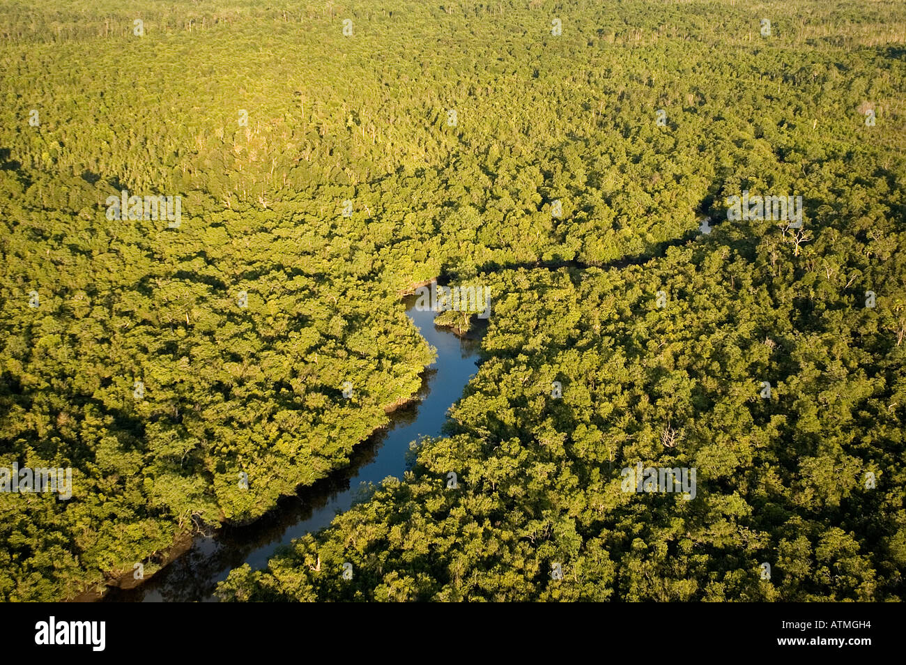 Luftaufnahme der Mangrovenwälder in Kuching und Sarawak River Borneo Malaysia Stockfoto