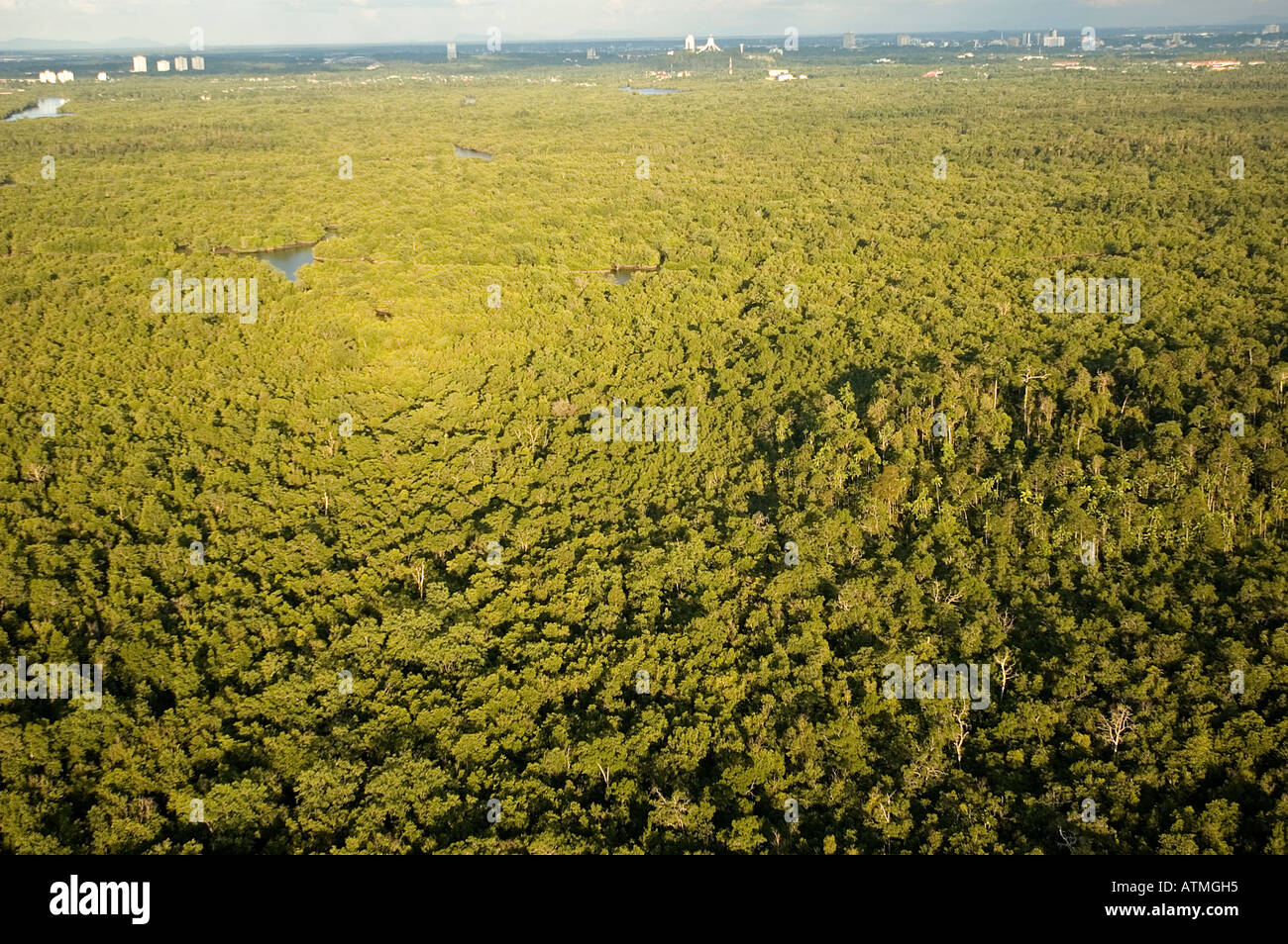 Luftaufnahme der Mangrovenwälder in Kuching und Sarawak River Borneo Malaysia Stockfoto