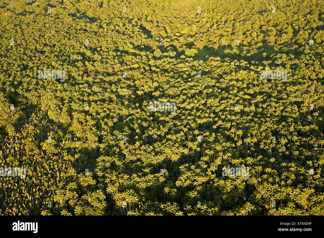 Luftaufnahme der Mangrovenwälder in Kuching und Sarawak River Borneo Malaysia Stockfoto
