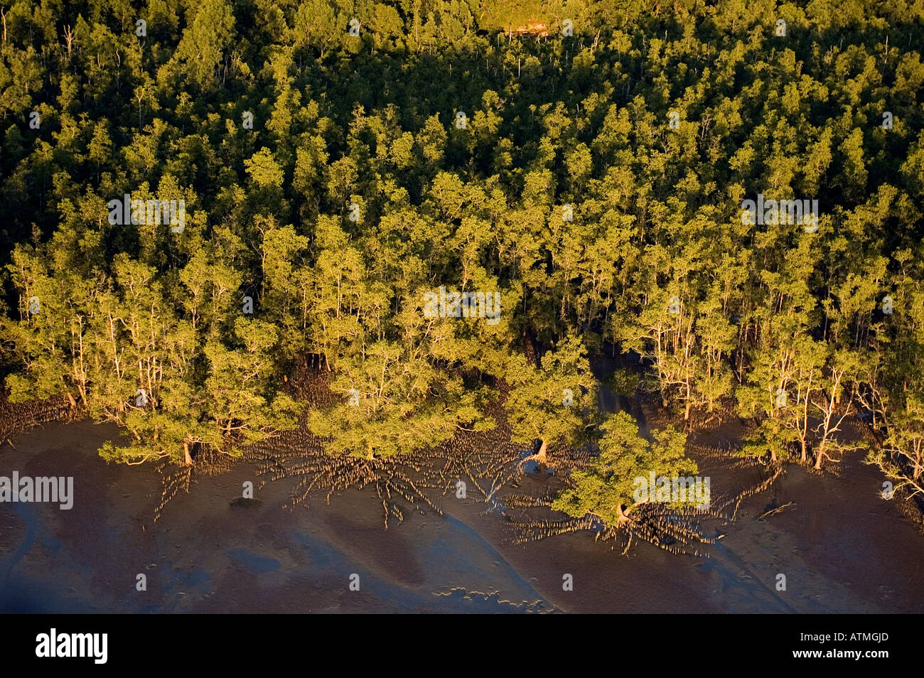 Luftbild von Sonneratia Mangrovenbäume und Küste von Bako Nationalpark Sarawak Borneo Malaysia Stockfoto
