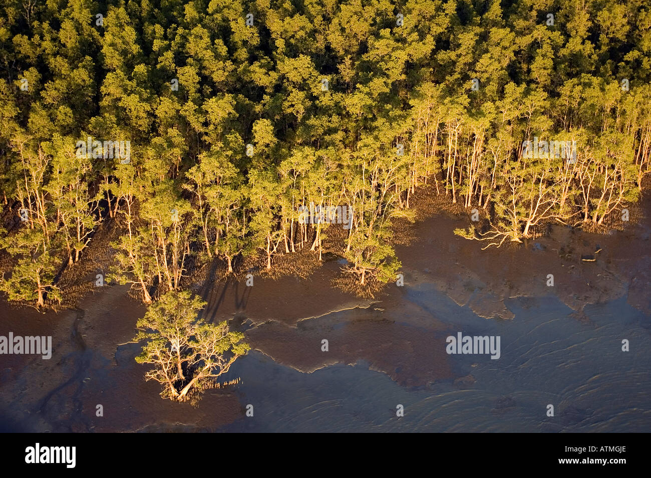 Luftbild von Sonneratia Mangrovenbäume und Küste von Bako Nationalpark Sarawak Borneo Malaysia Stockfoto