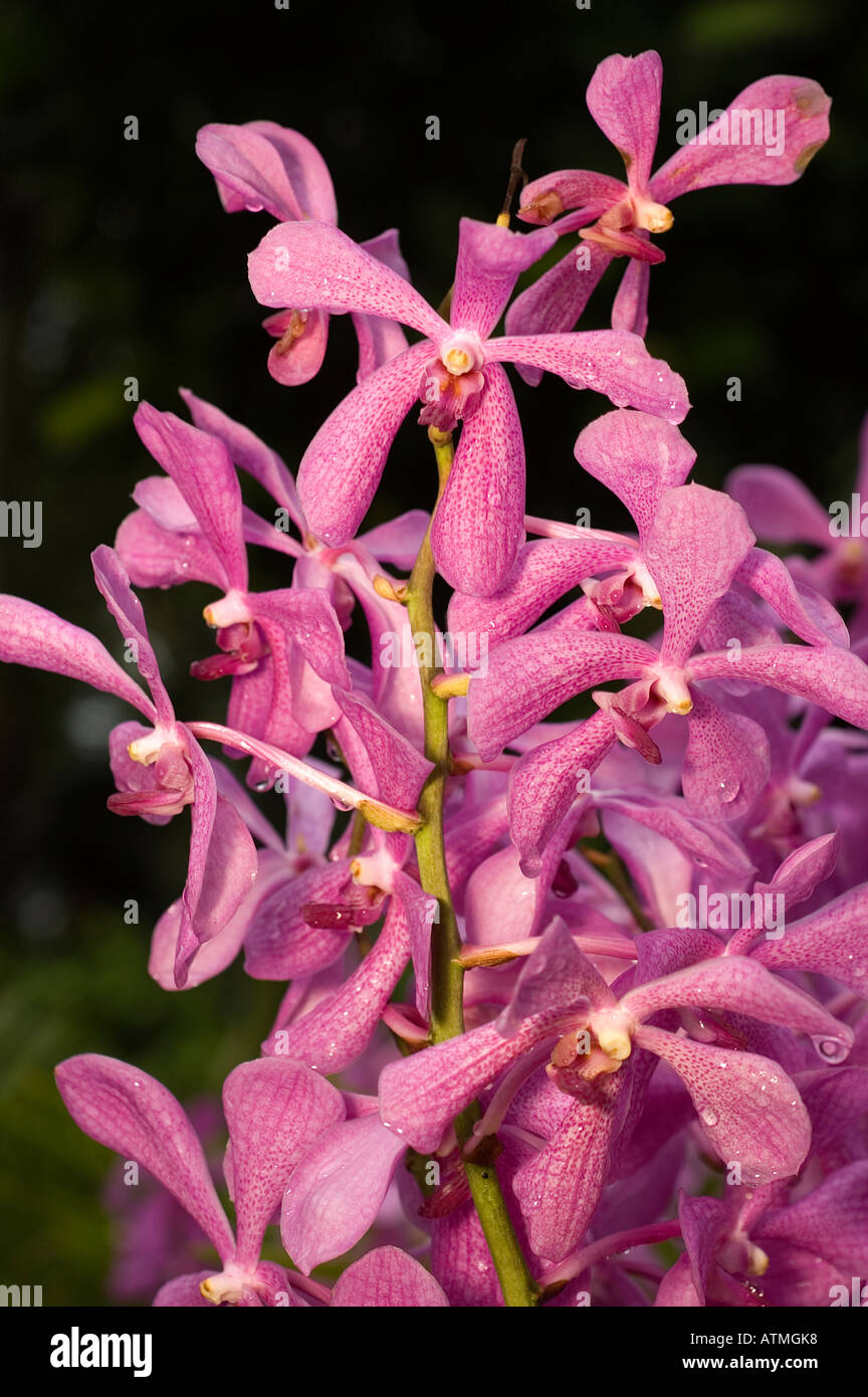 Orchideen Orchidee Garten der königlichen botanischen Gärten Singapur Stockfoto